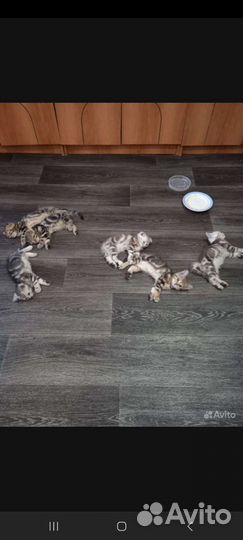 Шотландские котята