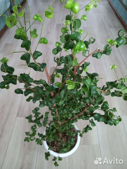 Шефлера, фикус барок, сафари, регидан