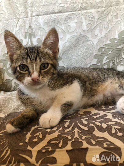 Кошка и котята