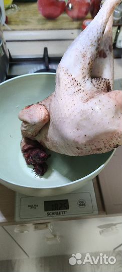 Мясо домашних петухов