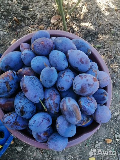 Слива ягода