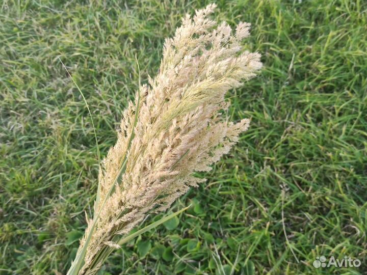 Вейник сухоцвет