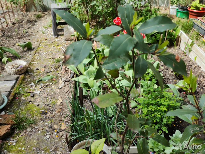 Саженцы лаврового листа