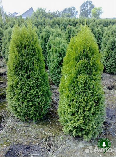 Туя Брабант артикул L-2897