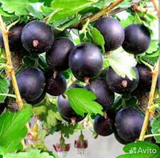 Крыжовник бесшипный Владил