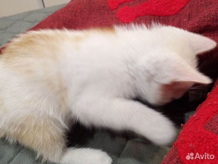 Отдам кота бесплатно