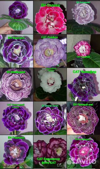 Клубни сортовых глоксиний