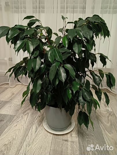 Фикус бенджамина даниэль