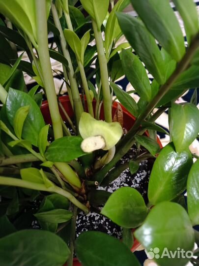 Замиокулькас