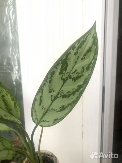 Аглаонема Комнатные цветы
