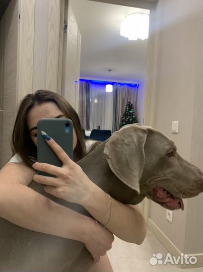 Зооняня, выгул собак, передержка