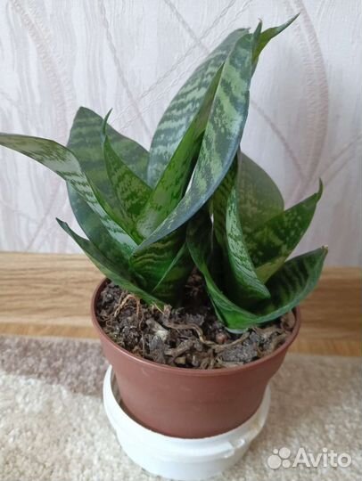 Сансевиерия Ханни