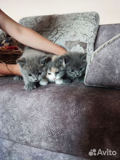 Котята в добрые руки даром