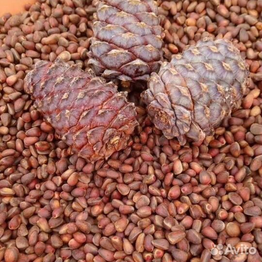 Орех кедровый