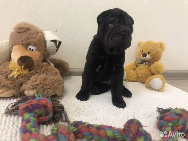 Щенки шарпей