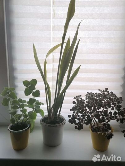 Сансевиерия, аихризон, домашняя мята
