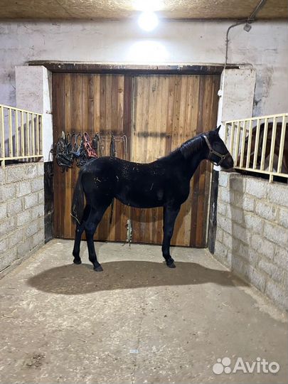 Лошади рысаки: призовых пород