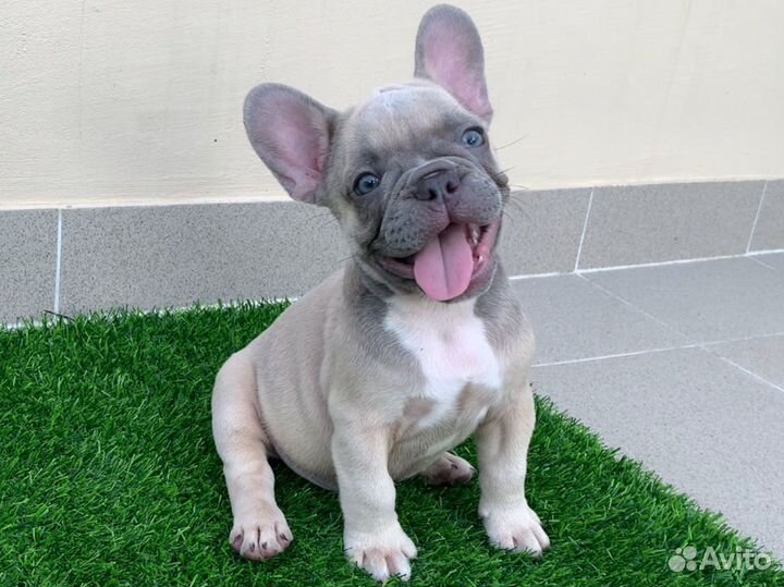 Французский бульдог щенки