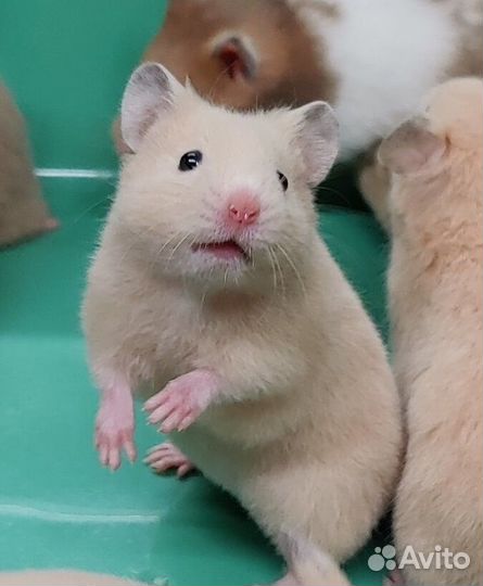 Сирийские Ангорские Хомяки Консультация Заводчика