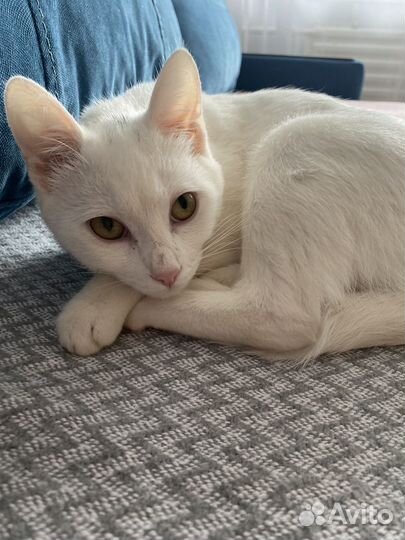 Кошки в добрые руки