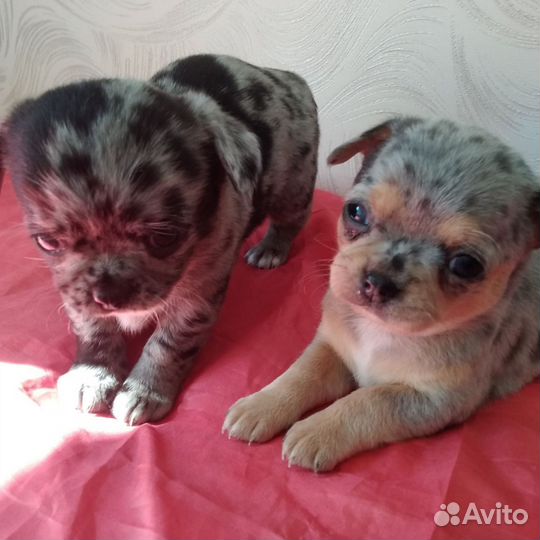 Щенки чихуахуа