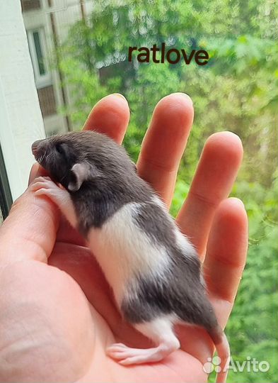 Крысята шоколадки от ratlove
