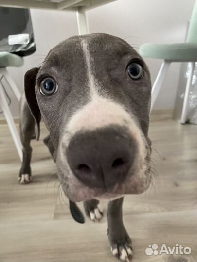 Педежержка домашних животных / выгул