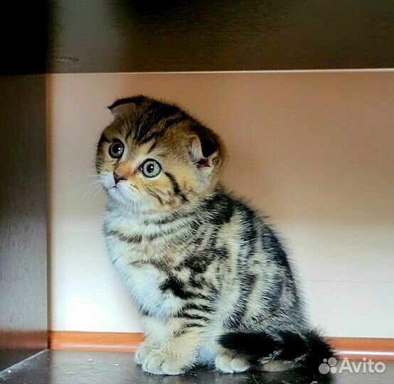 Шотландская