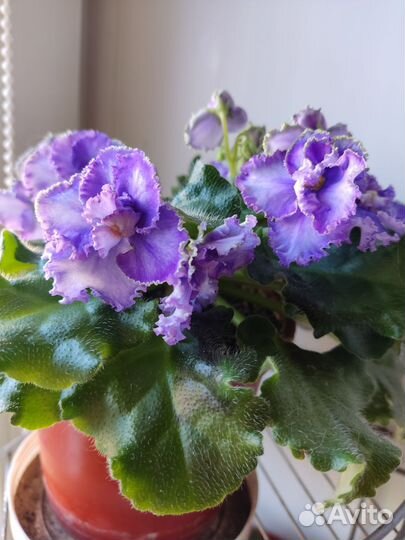 Сортовые декабристы