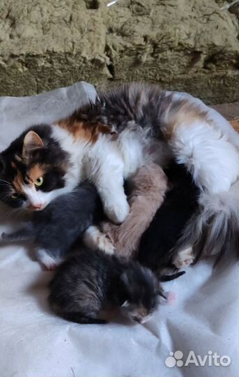 Котята
