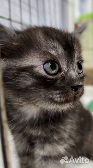 Котёнок в дар бесплатно