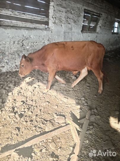 Бычки на откорм