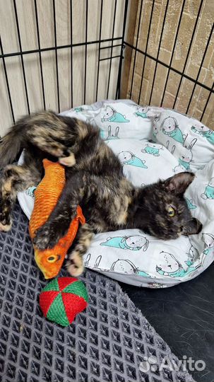 Котёнок Вишенка
