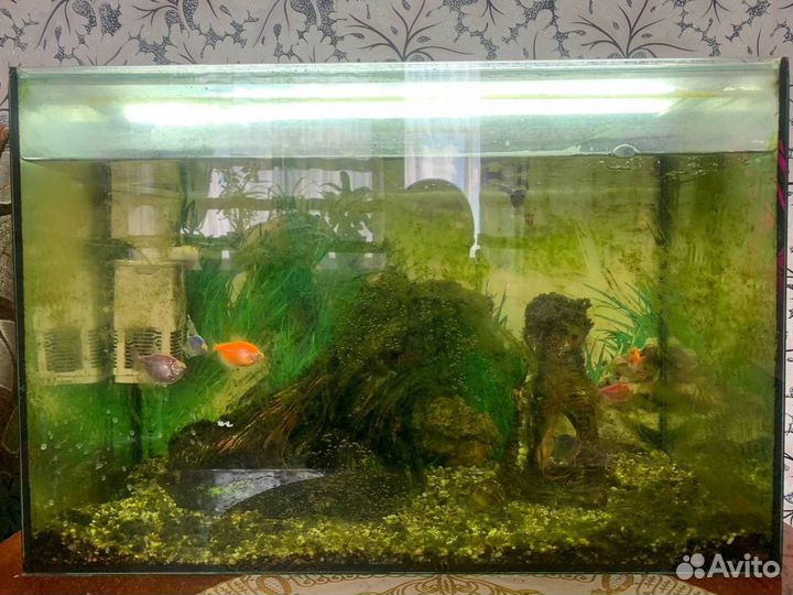 Аквариум
