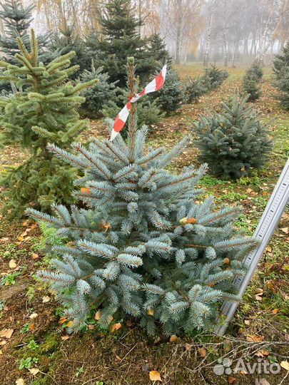 Елка на Новый год