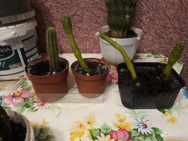Кактусы разных видов