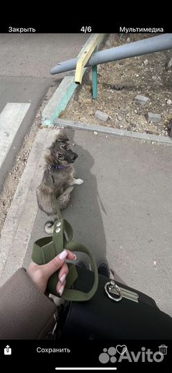 Щенок в добрые руки