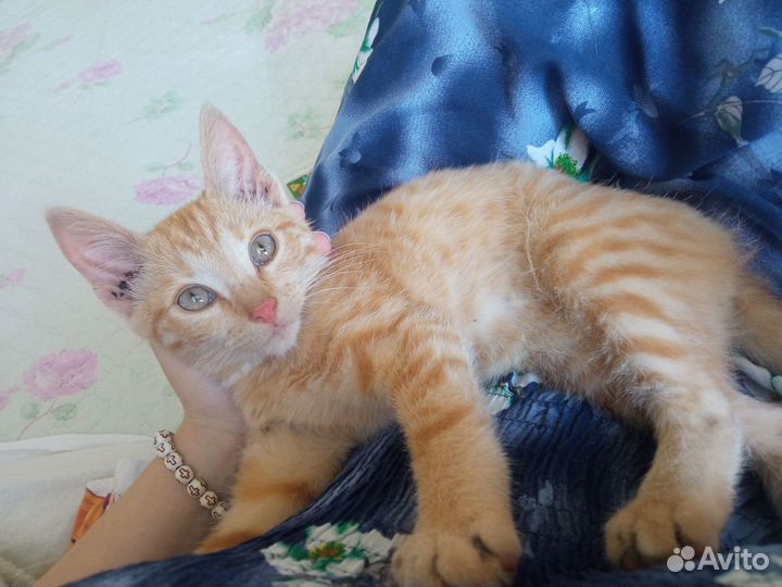 Рыжий котенок мальчик