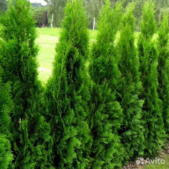 Туи брабант