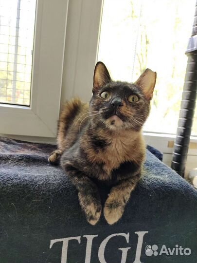 Кошечка в добрые ручки