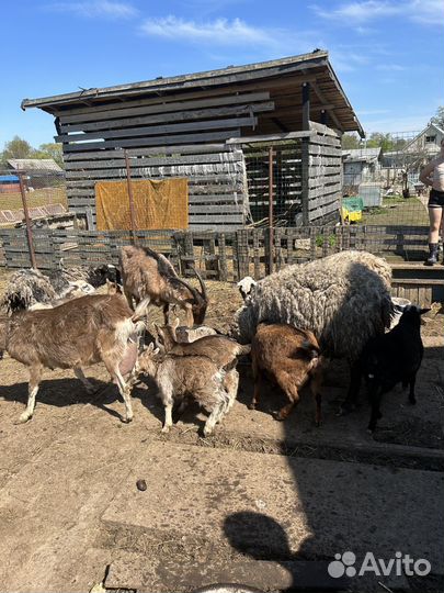 Бараны, козы