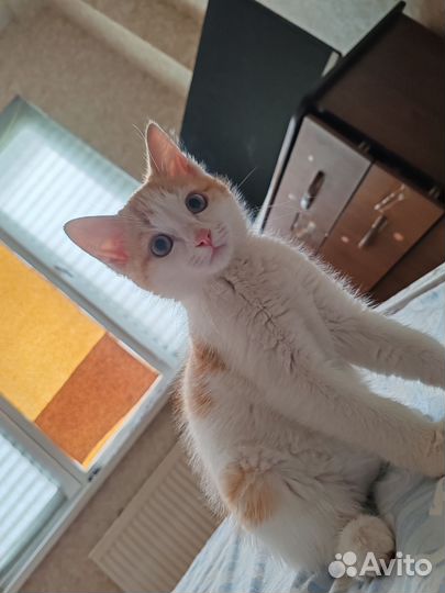 Котики бесплатно