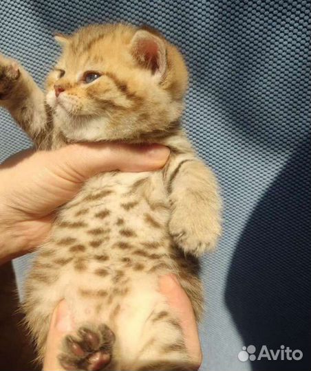 Клубные британцы золотая шиншилла