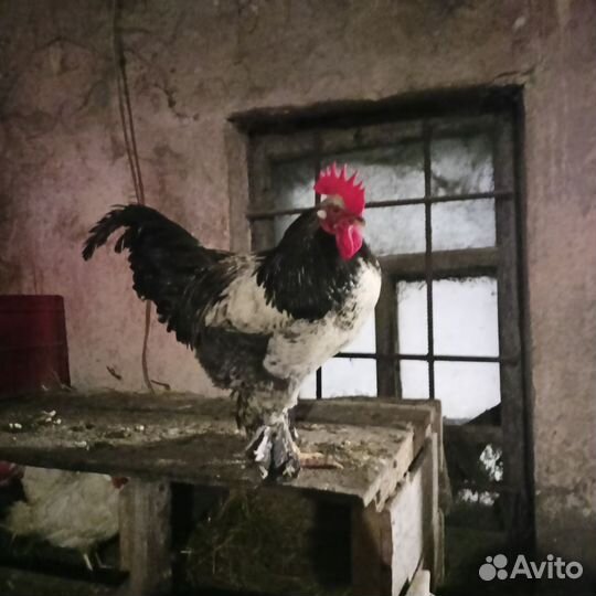 Петух брама