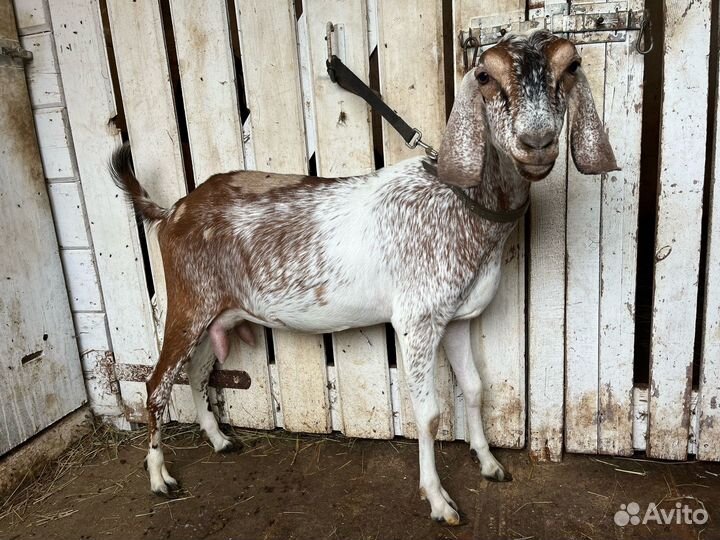 Дойные нубийские козы