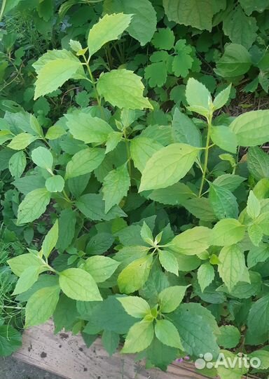 Чубушник(жасмин)