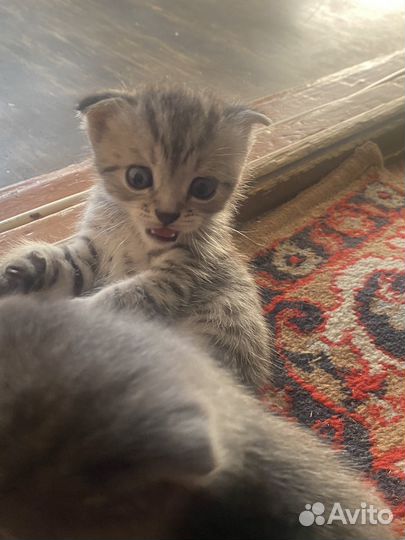 Котята