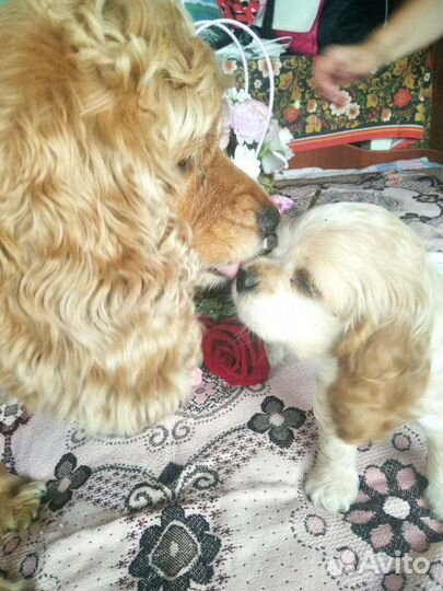 Кокер спаниель