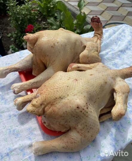 Мясо курица