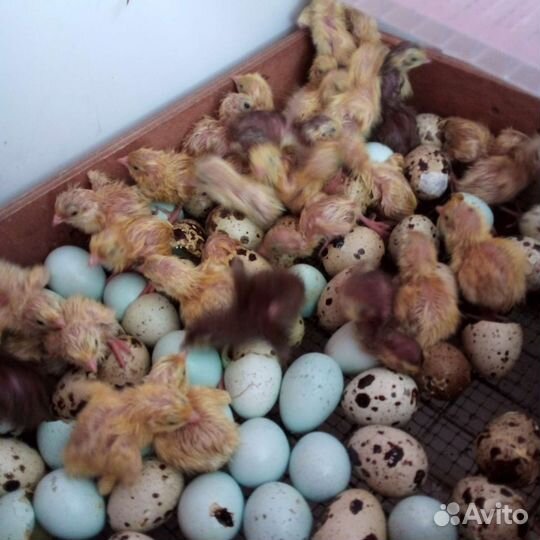 Селадоны. Перепела. Техасцы